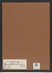 Coscinodiscus extravagans A. Schm. (de-Toni-Nr.: Genus 202, Species 4957) Zeichnungen Sammlung Grunow Mappe 04777 (Herbarium_W_Grunow_drawings_Folder_04777)